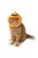 Scottish fold cat wearing pumpkin hat for Halloween celebration