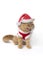 Scottish fold cat wearing red santa claus suit sitting and show fangs teeth