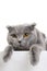 Scottish fold cat with white board