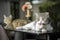 scottish fold cat white and gray stripes Licking his feet, posing in a sitting position on a black table in the house, side view.