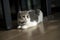 scottish fold cat white and gray stripes Posing in a comfortable sitting position On the wooden floor in the house, full front