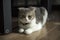 scottish fold cat white and gray stripes Posing in a comfortable sitting position On the wooden floor in the house, full front