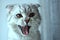 Scottish fold cat yawns