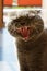 Scottish Fold cat yawns. A pet