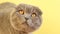 Scottish Fold cat with yellow eyes and fur on yellow background