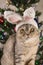 A Scottish fold-eared cat in a bunny costume,with rabbit ears on his head