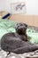 Scottish fold gray cat lies on the bed