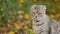 Scottish fold grey tabby cat in nature, close-up