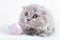 Scottish fold Highland fold kitten cat on Easter