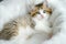 Scottish Fold Kids in a basket