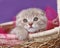 Scottish Fold kitten in a basket.