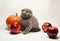 Scottish fold kitten with fruit