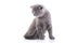 Scottish fold kitten. Funny, breed kitten looks to the left, iso