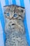 Scottish fold kitten. gray tabby kitten portrait. lies on the back on a blue and white striped background.Pets.kitten