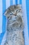 Scottish fold kitten. gray tabby kitten portrait. lies on the back and licks his paw on a blue and white striped