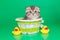 Scottish fold kitten on a green background