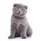 Scottish fold kitten isolated on a white background.The cat looks forward