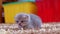 Scottish fold kitten lying on the carpet in the room