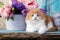 Scottish fold kitten, red color and flowers