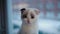 Scottish fold kitten is sitting in the evening on windowsill.