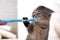 Scottish Fold kitten and a toothbrush. Cat brushing teeth