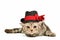 Scottish fold kitten wearing black hat isolated