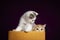 Scottish fold Kittens in a box with purple background in the studio. Tabby with Ginger Cat on playing in box.Orange cat hiding in