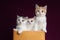 Scottish fold Kittens in a box with purple background in the studio. Three tabby kitten on violet background