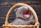 Scottish fold kittens. Kitty in the basket yawns