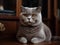 The Scottish Fold\\\'s Solitude in a Study