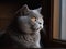 The Scottish Fold\\\'s Solitude in a Study