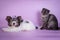 Scottish Fold and small dog small cute 4 monts kitten black smoke color