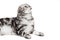 Scottish fold sort on white background