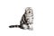 Scottish fold sort on white background