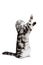 Scottish fold sort on white background