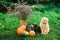 Scottish fold yellow cat sits on the grass with autumn pumpkins for Halloween. British shorthaired pet. Soft selective focus