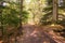 A Scottish Forrest Walk at Autumn in the Perthshire forests of Crieff Scotland