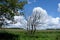 Scottish Forrest Walks in Summer and a single dead tree looking Over Ayrshire Farm Lands