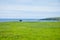 Scottish green landscape with steer and sea bay in background