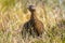 Scottish grouse, Lagopus in natural environment in Scotland