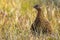 Scottish grouse, Lagopus in natural environment in Scotland