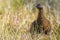 Scottish grouse, Lagopus in natural environment in Scotland