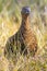 Scottish grouse, Lagopus in natural environment in Scotland