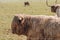 Scottish hairy bulls and cows close-up.Bighorned hairy red bulls and cows .Highland breed. Farming and cow breeding