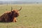 Scottish hairy bulls and cows in a paddock .Bighorned hairy red bulls and cows .Highland breed. Farming and cow breeding