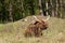 Scottish highland beef sitting in grassland