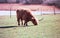 A scottish highland bull grazing in a meadow in Switzerland, shot with analogue film photography  - 4
