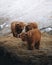 Scottish highland calves in the field