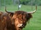 Scottish highland cattle