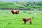 Scottish Highland Cattle